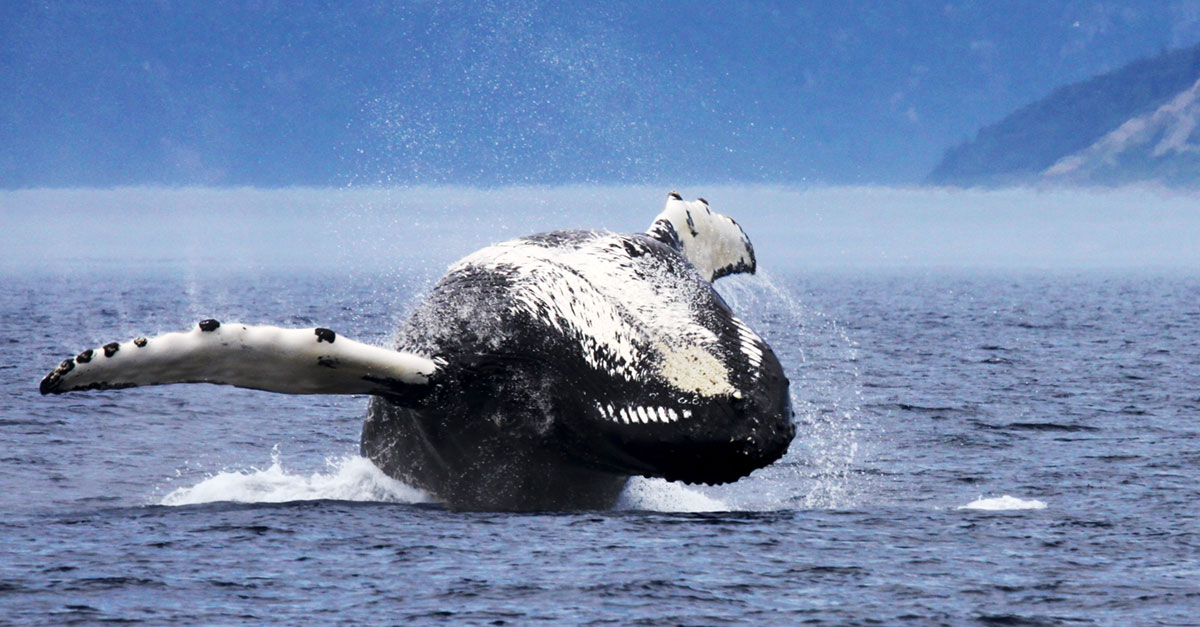 Whale watching cruise.jpg